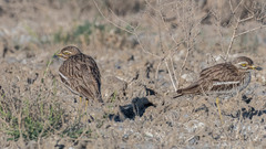 Burhinus indicus