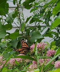 Danaus plexippus