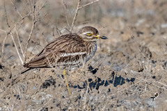 Burhinus indicus