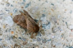 Gonoclostera timoniorum