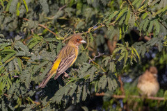 Emberiza bruniceps