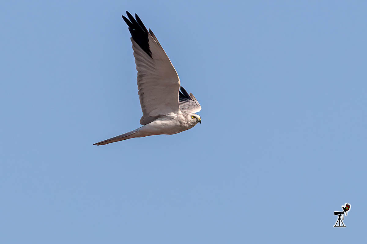 Pallid Harrier