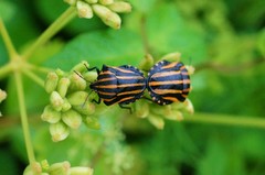 Graphosoma rubrolineatum