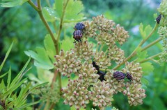 Graphosoma rubrolineatum