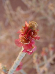 Anabasis articulata