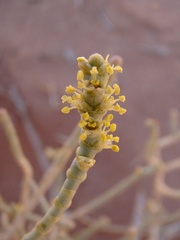 Anabasis articulata