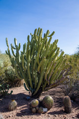 Myrtillocactus