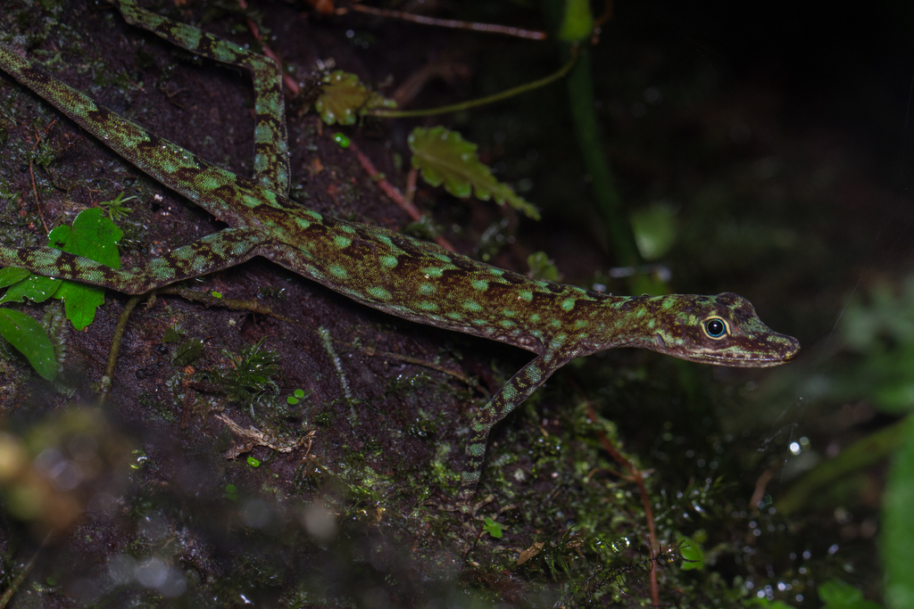 Banded Anole