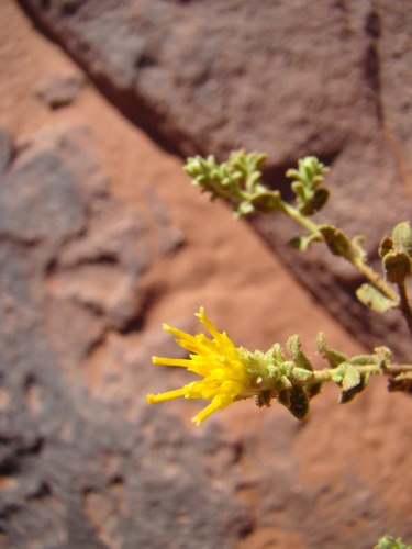Chiliadenus iphionoides (Boiss. & C.I.Blanche) Brullo