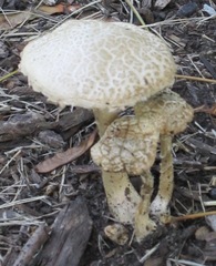Agrocybe molesta