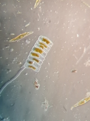 Bacillariophyceae