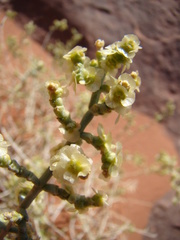 Anabasis articulata