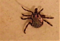 Amblyomma hebraeum
