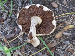Agrocybe molesta
