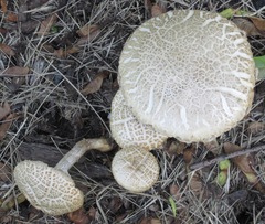 Agrocybe molesta