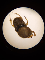 Euoniticellus intermedius