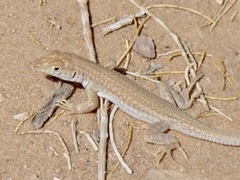 Acanthodactylus