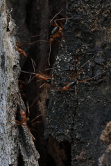 Leptomyrmex nigriventris