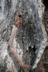 Leptomyrmex nigriventris
