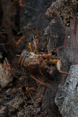 Leptomyrmex nigriventris