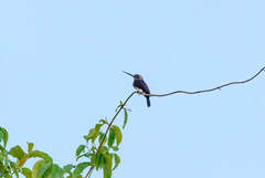 Brachygalba lugubris