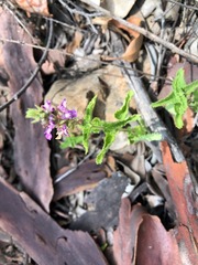 Teucrium argutum