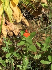 Erythranthe verbenacea