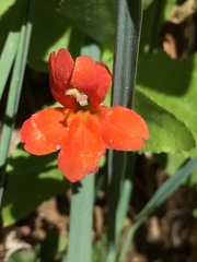 Erythranthe verbenacea