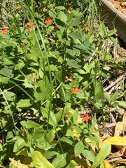 Erythranthe verbenacea