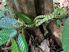 Trimeresurus sumatranus