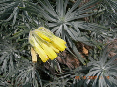 Onosma polyphylla