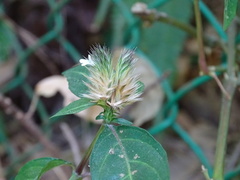 Lepidagathis incurva