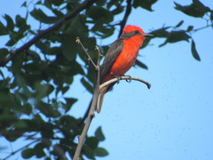 Pyrocephalus rubinus