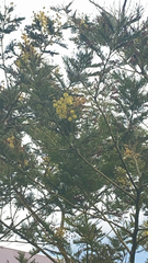 Botrycephalae
