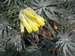 Onosma polyphylla