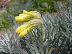Onosma polyphylla