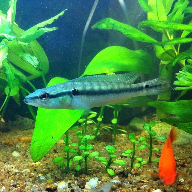 Pike cichlid
