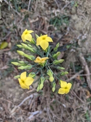 Kalanchoe garambiensis