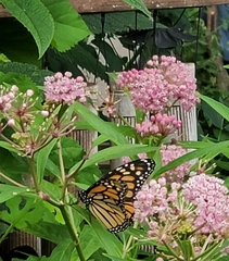 Danaus plexippus