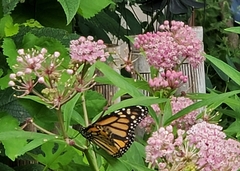Danaus plexippus