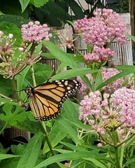 Danaus plexippus