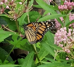 Danaus plexippus