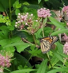 Danaus plexippus