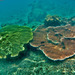 Tabling Acropora - Photo (c) Jacopo Cristoni, some rights reserved (CC BY-NC), uploaded by Jacopo Cristoni