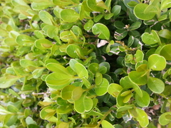 Buxus microphylla