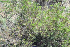 Coronilla minima lotoides