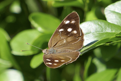 Eunica monima modesta