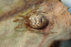 Parasteatoda songi