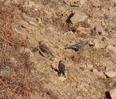 Leucosticte arctoa