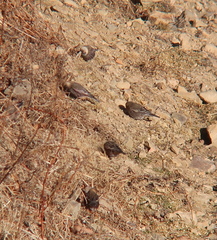 Leucosticte arctoa